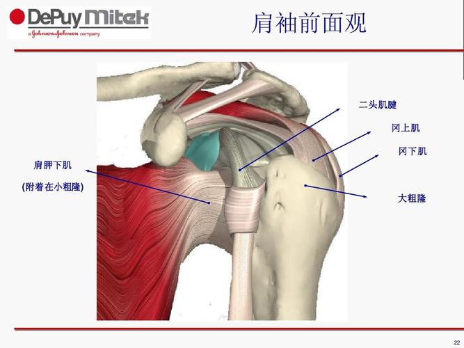 一页 你可能喜欢 肩关节检查 膝关节mri诊断 局部解剖 最全人体解剖图