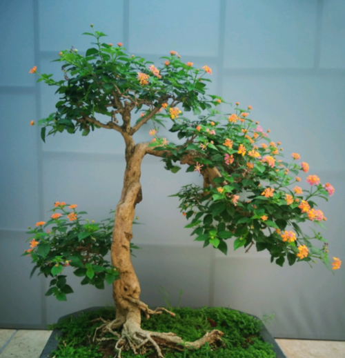 养盆"五色梅",做好这"几点",让它四季开花,每次都能开