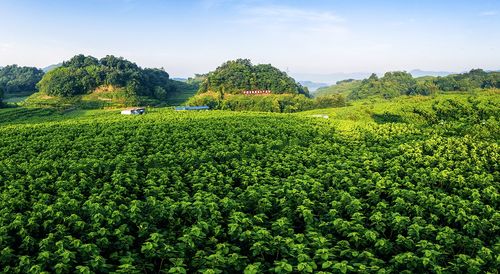 人民村标准化桑园