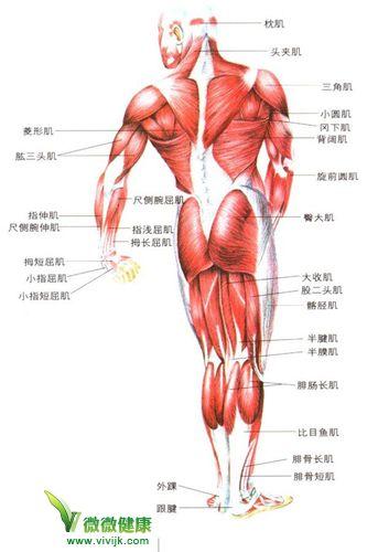 追问 有没有高清的肌肉图解 这两张都看起有点模糊