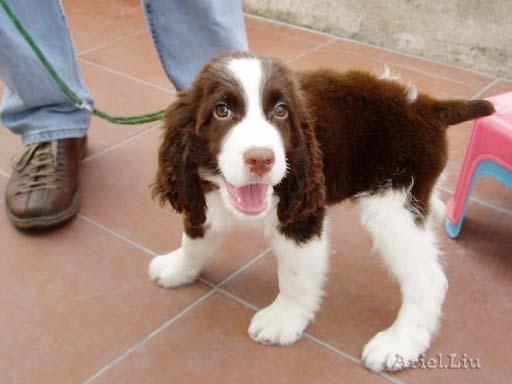 史宾格犬