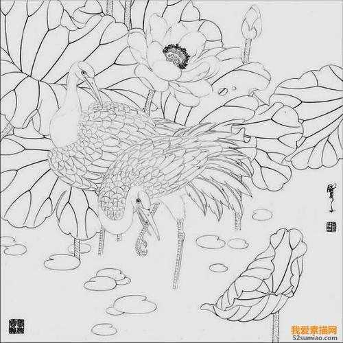 白描画花鸟作品欣赏