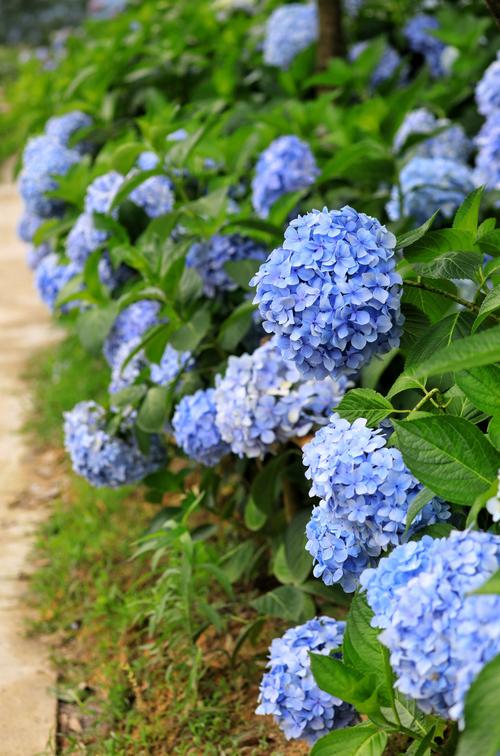 2020年6月10日石龙镇绣球花基地游