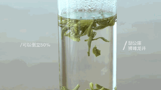 一口气泡了17款绿茶,验证是否只有龙井才能在茶汤中倒立?