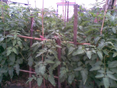  p>露地辣椒六月种植法是辣椒的一种栽培技术.