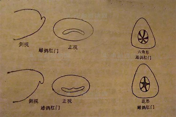 看肛门鉴信鸽雌雄
