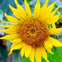 向日葵头像图片,附向日葵花语(沉默的爱,爱慕)