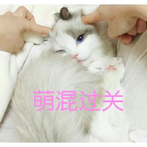 流浪猫将公金毛当妈妈偷喝奶,吸了半天吸不动,于是"萌"混过关