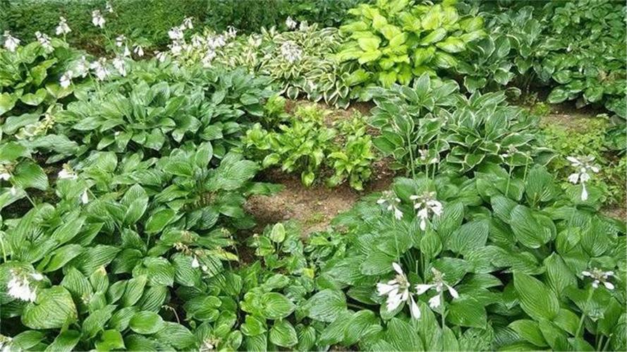 紫萼 紫玉簪基地直销 庭院绿化玉簪苗 地被宿根紫花玉簪