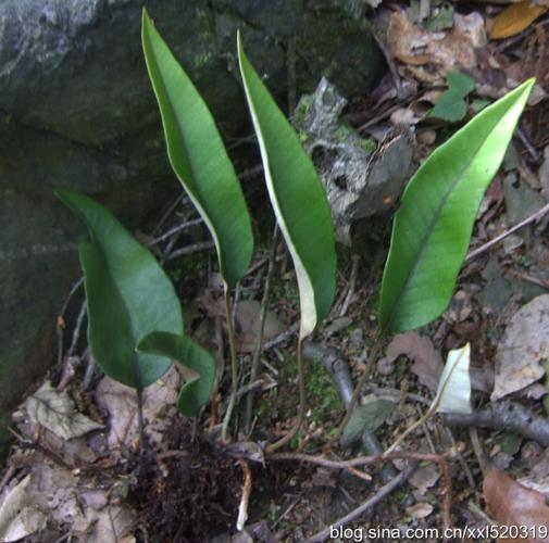 花卉园之一三一一(石韦)