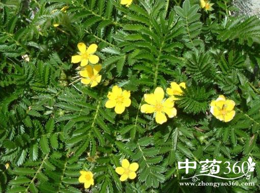 翻白草的功效作用 翻白草治大便下血