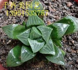 多肉植物 黄丽 【白牡丹【平安寿【三角玻璃莲】【大和锦】青美人