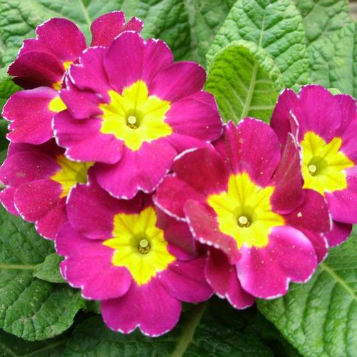 厂家供应 报春花提取物