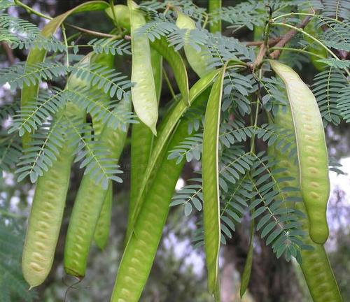 批发合欢种子 银合欢种子 林木种子 园林绿化护坡小灌木 发芽率高