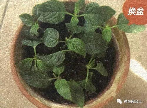 终年花开不败的五色梅,明明色彩斑斓,花语却是"我心不