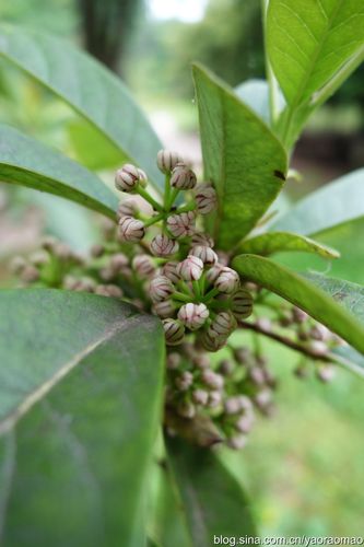 【131@365】植物园漫记·牛耳枫