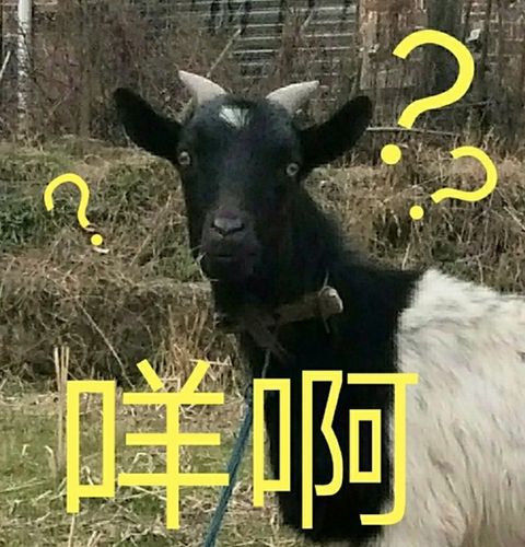 在荒废的田里看到的,心血来潮就拍了好多张没想到做表情包都挺好用