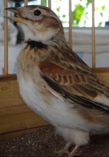 请百灵鸟爱好者帮忙分辨一下这只百灵是公是母?谢谢!