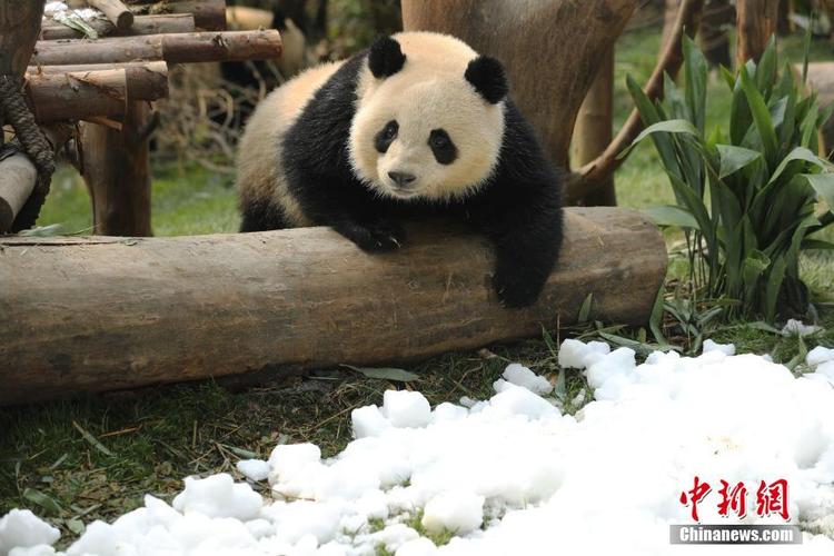 看到雪走不动啦成都大熊猫宝宝雪地撒欢迎新春