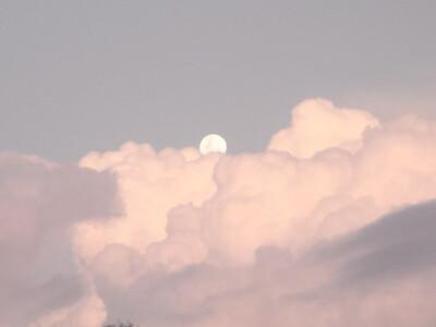 布朗 熊键盘背景