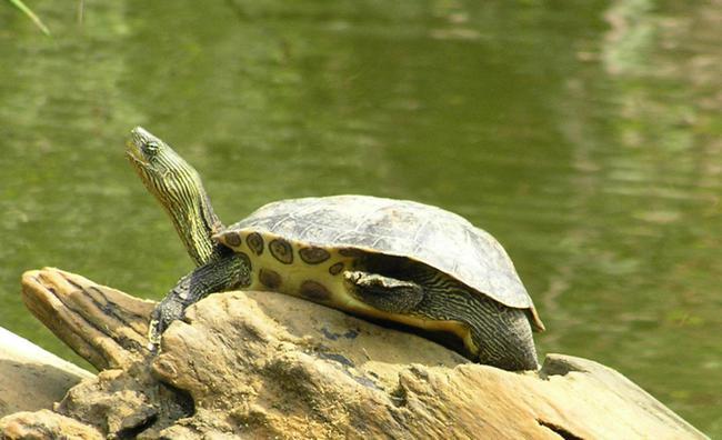 如果乌龟一直生活在阴暗的角落
