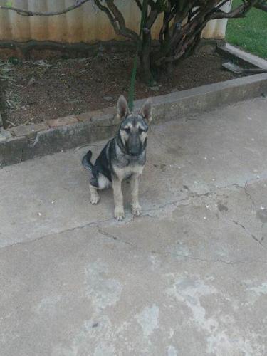 昆明犬狼青四个月小公