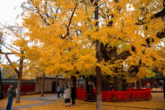 莒县浮来山银杏树