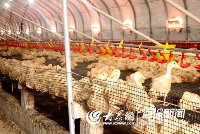 向着致富路,冲鸭!菏泽一县出台意见大力推广现代肉鸭养殖