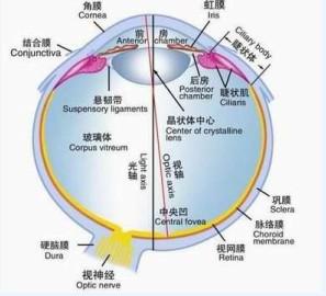 分类:斜弱视治疗文章杂谈肌肉角膜眼球视神经突出视锥细胞视杆细胞