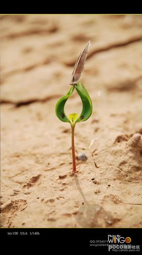 标题:遭遇死亡的威胁,仍然顽强的生长.