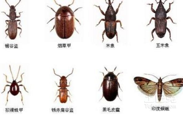 蟑螂幼虫怎么消灭几种方法介绍