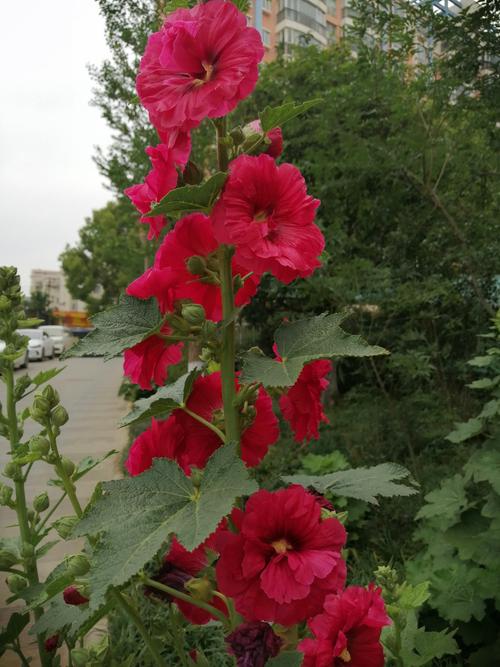 小区里面开满了漂亮的公鸡花,三叶梅,格桑花和小区外面路边迷人的月季