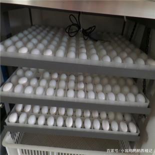 人工孵化小鸡的重要流程步骤你知道吗?这样孵化大大