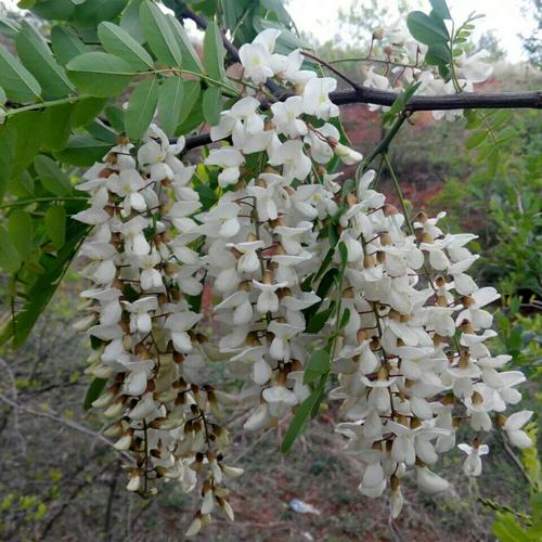 洋槐树苗食用槐花树槐树苗刺槐树苗工程绿化庭院种植占地苗行道绿化