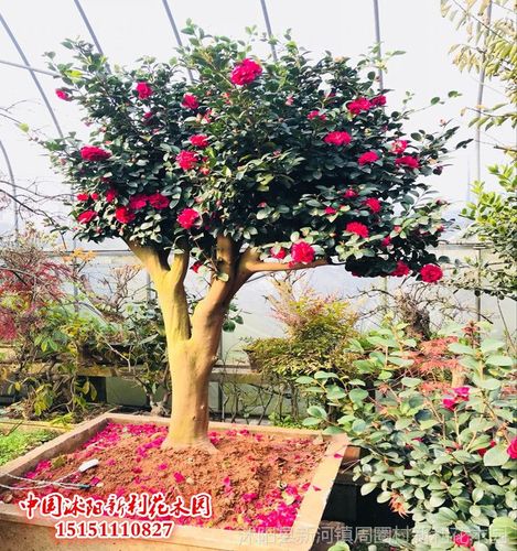 高档精品观花树桩盆景 茶梅盆景树桩 四季常青盆景 别墅庭院种植
