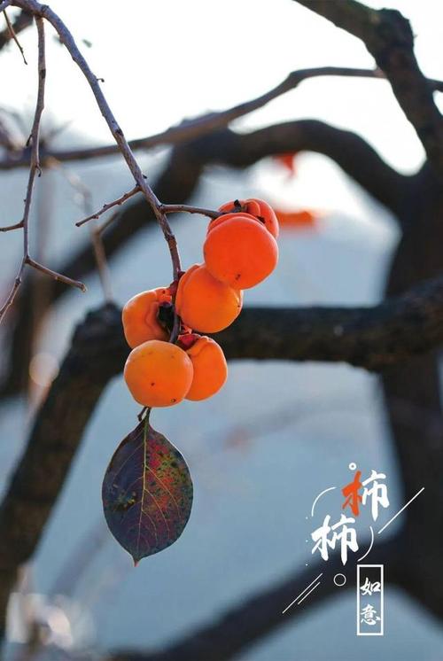 图片特写|年年岁岁,"柿柿"如意