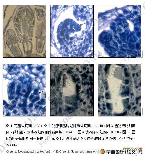 黄花蒿大孢子的发生和雄配子体的形成