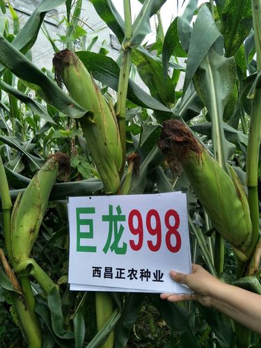 矮杆中的巨无霸玉米棒子: : : 巨龙998