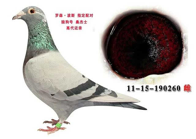 【鸽眼派】鸳鸯眼与阴阳眼