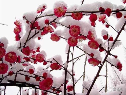 梅花的美篇