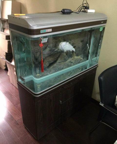 个人转让正品佳宝鱼缸送佳宝过滤器送招财猫鱼 详情 