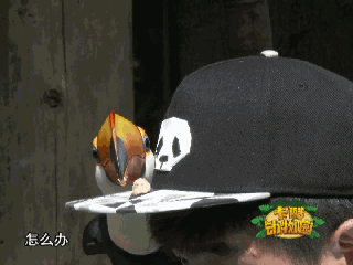 《卡酷动物园》动物奥运会精彩继续!
