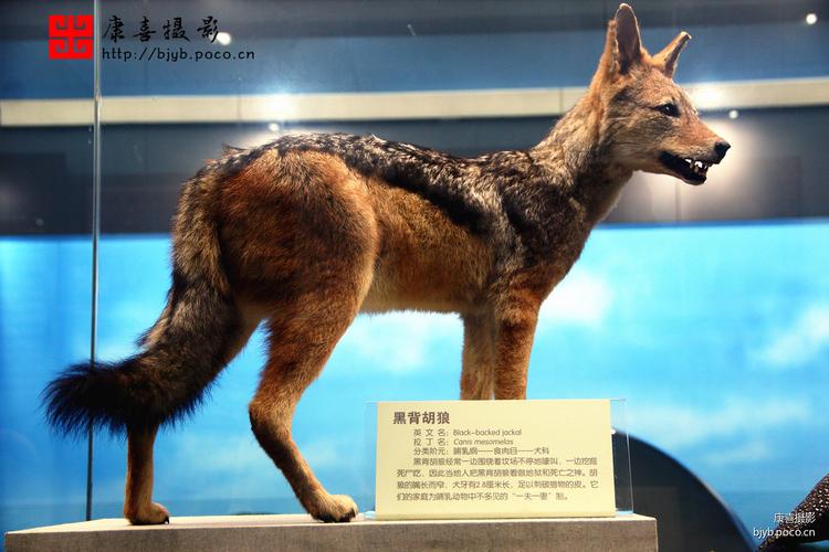 标题:北京自然博物馆_神奇的非洲,仿生动物