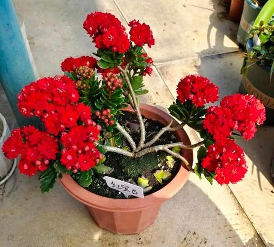 今年最火的长寿花品种金狐狸et外星人罗比橙个个都很美