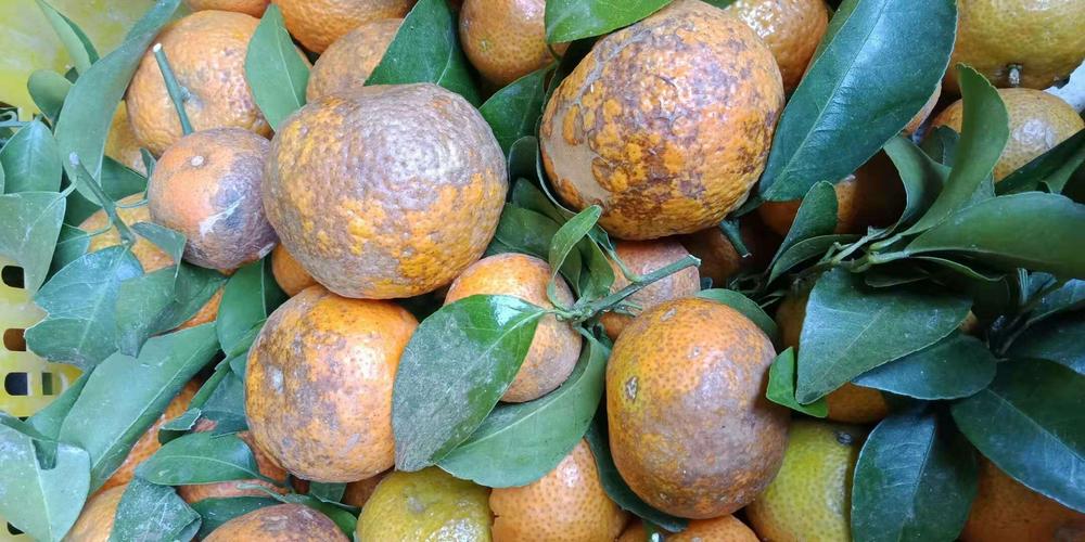 小煤炱属煤烟病