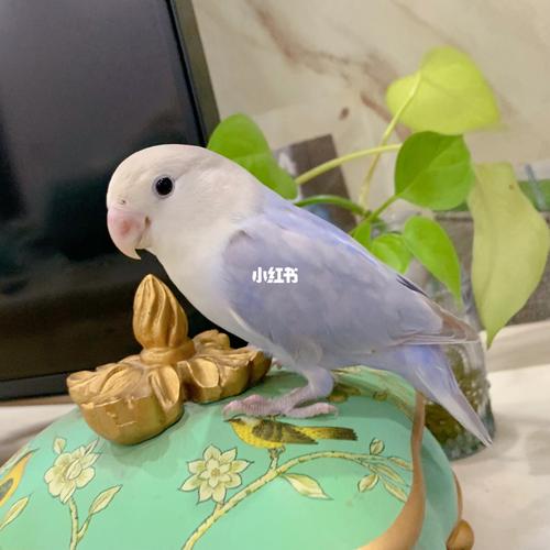 紫薰衣草牡丹鹦鹉(带松石基因)_松石_牡丹_蓝绿色_宠物_宠物其他