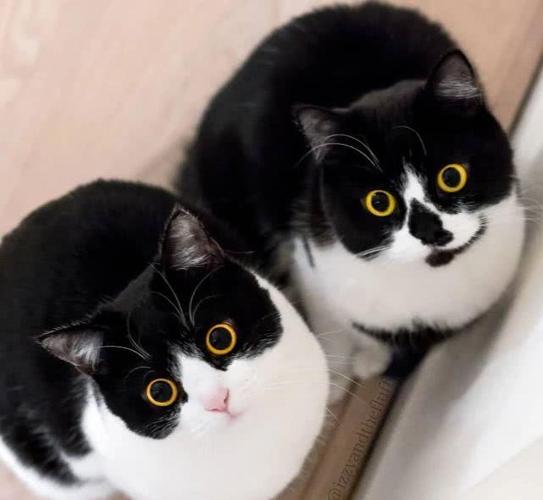 两只来自外国的可爱奶牛猫咪