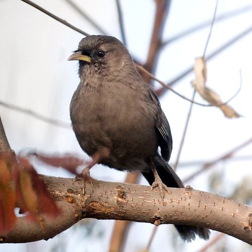 [转载]喊山劲舞的山噪鹛