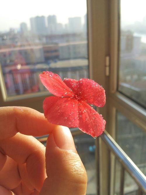 某日手欠加土,把唯一一朵花碰下来了.