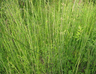 麻黄,新疆植物,还是重要中草药!